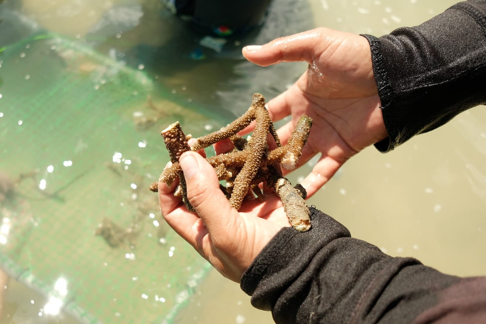 Breathes New Life into Langkawi’s Coral Reefs